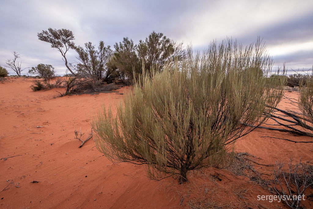 Some desert vegetation.