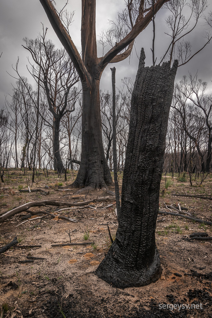Bushfires really did a number on this place, though.