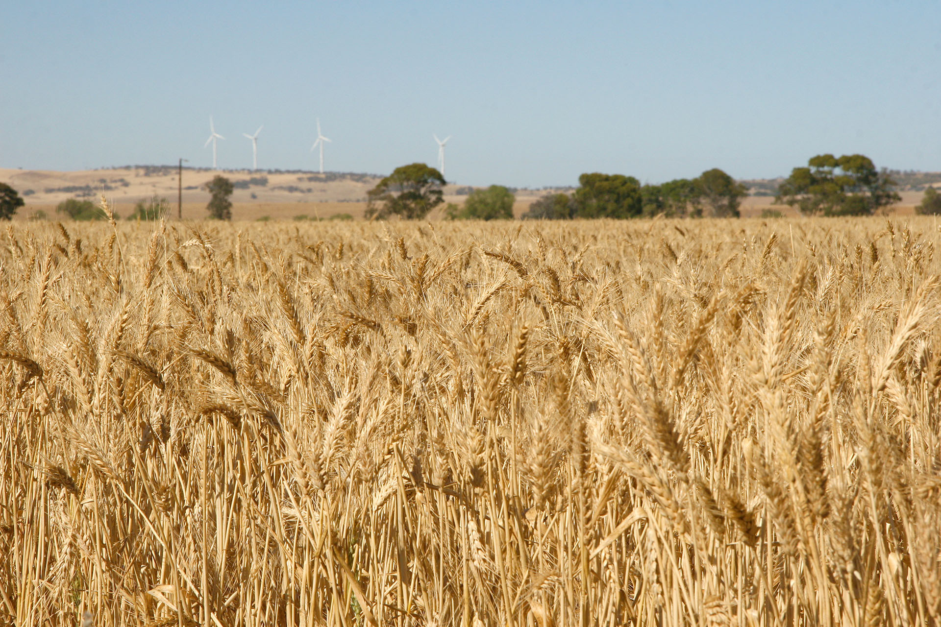 Пшеница и ветряки — типичный местный пейзаж.