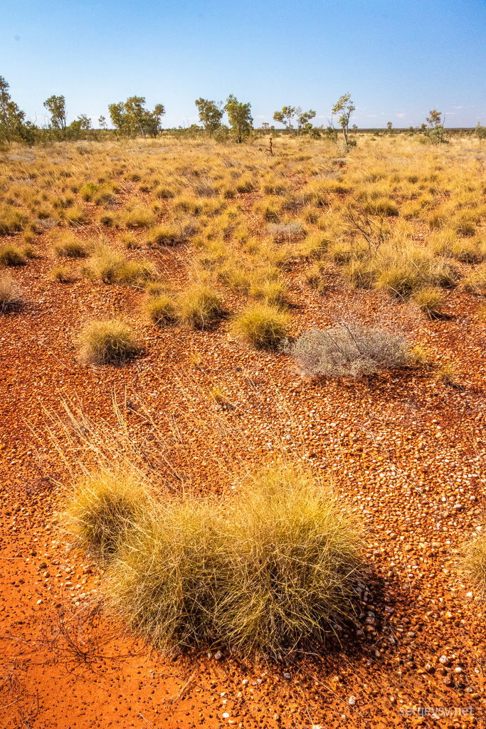 Clumps of spinifex.