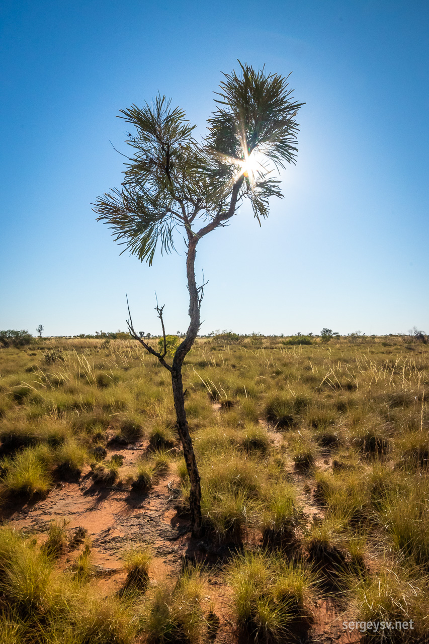 The small trees of the Tanami.