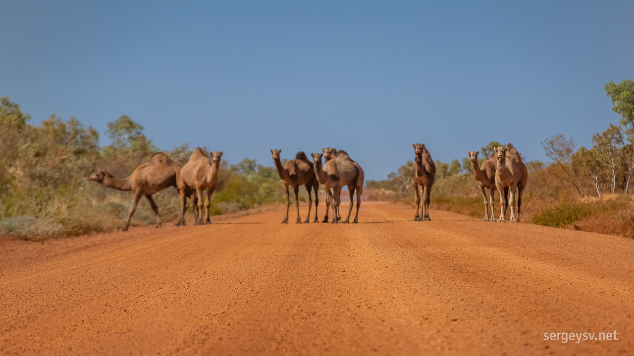 The rogue (and slightly out-of-focus) camels.