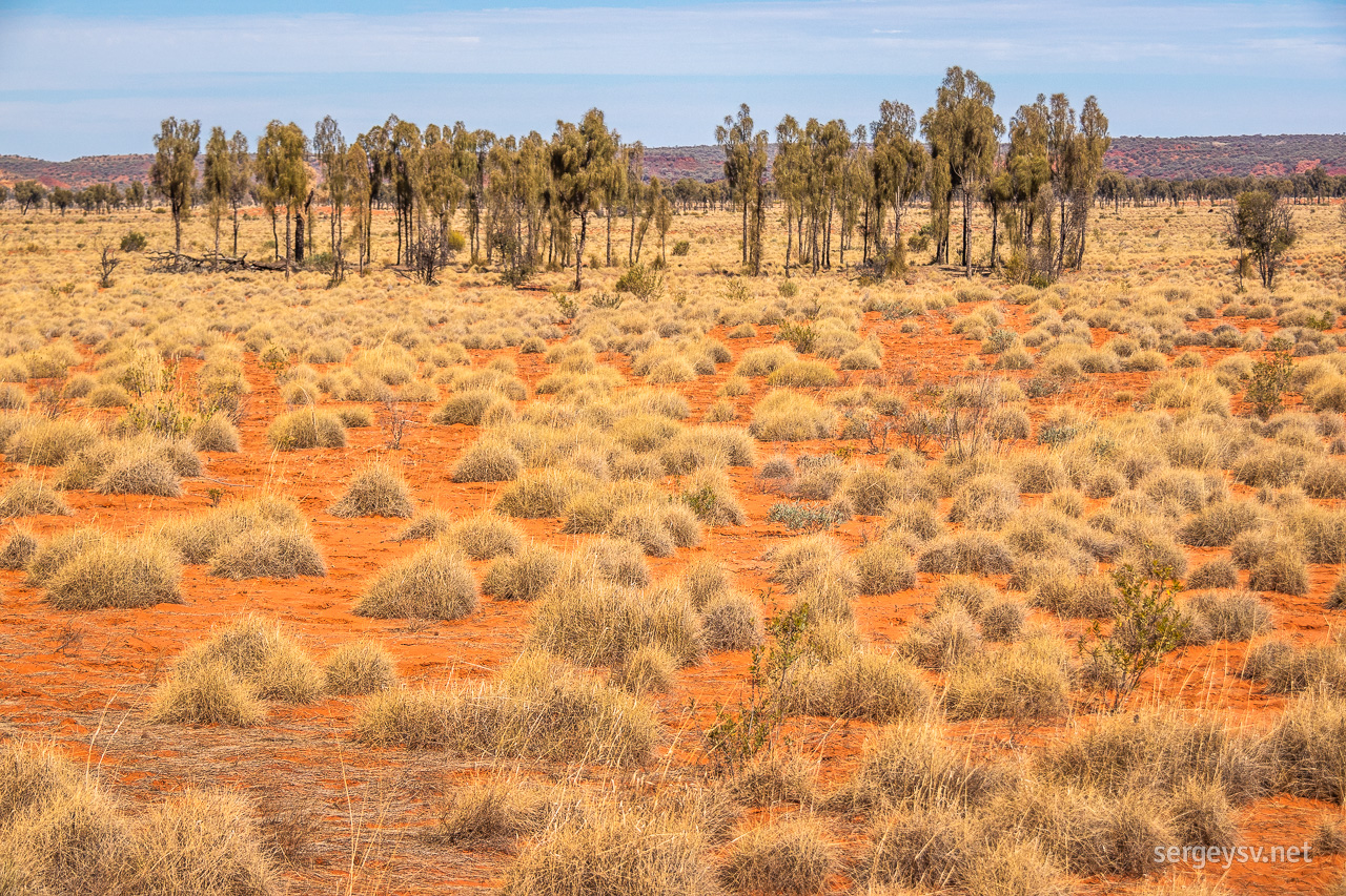 More of them amidst the spinifex.